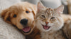 Puppy and cat playing